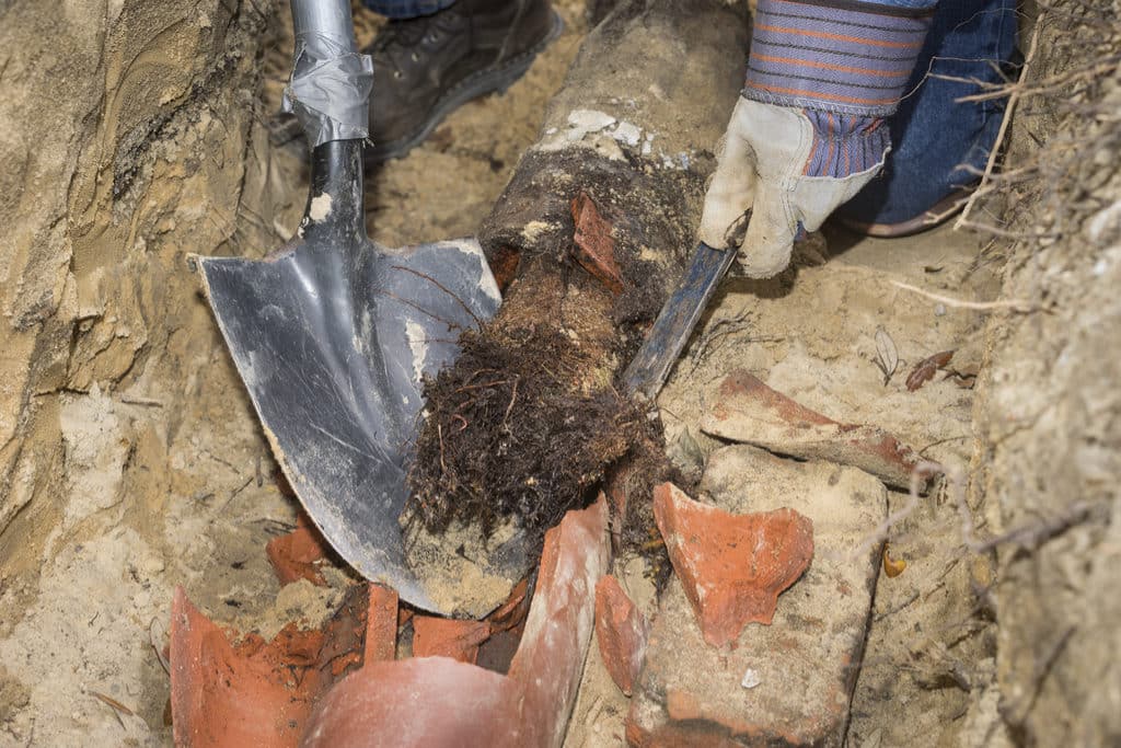 Is Your Sewer Line infiltrated with Tree Roots? | Plumbers in North Myrtle Beach